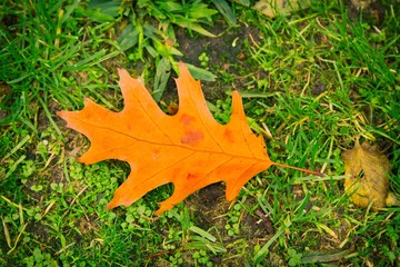 Fototapeta premium Maple leaf on green lawn in autumn sunny day, blurred background