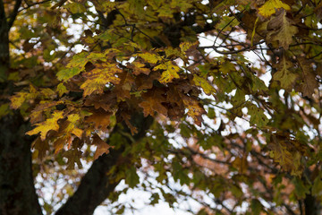trees with dry leaves in autumn, autumnal background