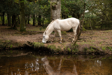 Obraz na płótnie Canvas Beautiful portrait of New Forest pony in Autumn woodland landscape with vibrant Fall color all around