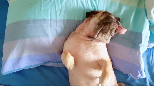 Pug dog having a siesta an resting in bed on a pillow on his back , tongue sticking out looking very funny