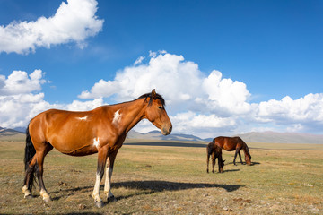 Fototapeta na wymiar Pferde am Song Köl See in Kirgistan
