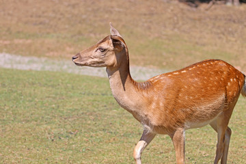 deer in the forest on the pasture