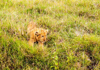 Lions in Tanzania on a clear day