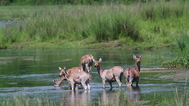 Swamp Deer female small group eating grass in Bardia national park, Nepal - specie Cervus duvaucelii family of Cervidae
