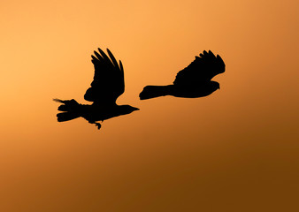 Fototapeta na wymiar Hooded Crow and Buzzard