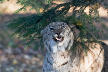 Luchs aggressiv