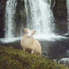 Fototapeta premium sheep