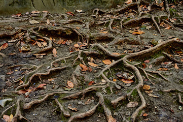 The roots of old trees, covered with moss and autumn leaves, creep on the earth in different directions and create a fabulous landscape in a magical forest. Nature concept for design