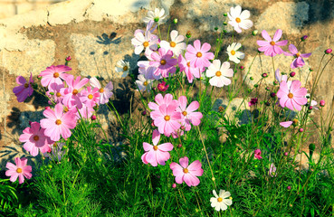 Cosmos flower blossoming by stone wall 