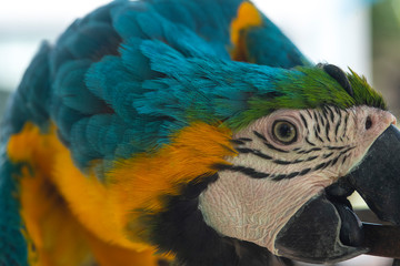 Macaw feather in closeup (Blue and gold macaw)