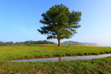 Fototapeta na wymiar Alone tree in lake 