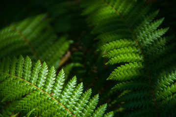fern leaves in dappled moody ight
