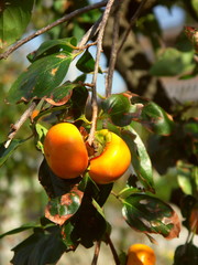 陽の当たる柿の実