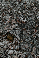 Winter background beautiful nature with frozen leaves