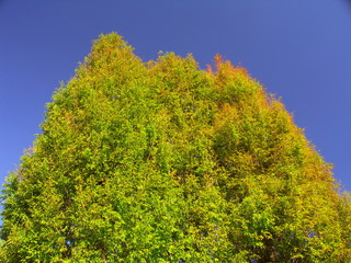 Fototapeta premium 色づき始めたメタセコイア