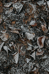 Winter background beautiful nature with frozen leaves