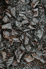 Winter background beautiful nature with frozen leaves