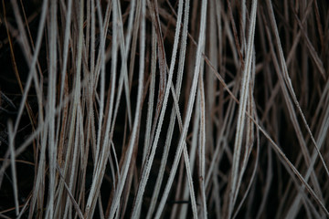 Reeds in winter, beautiful winter background