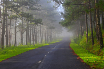 Beautiful road through pine forest