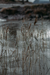 Reeds in winter, beautiful winter background