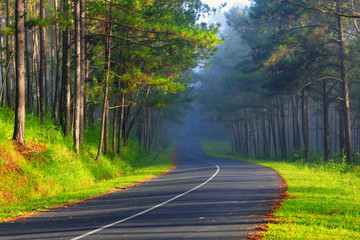 Beautiful road through pine forest