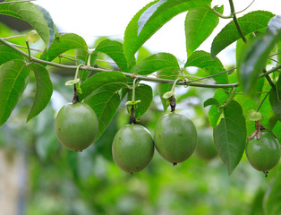 Passion fruit on tree 