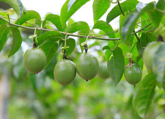 Passion fruit on tree 