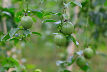 Passion fruit on tree 