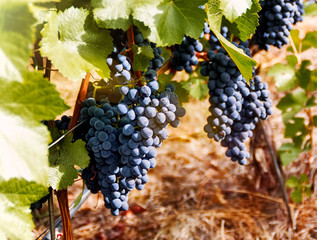 Juicy grapes