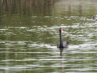 black swan cisne negro cygnus atratus