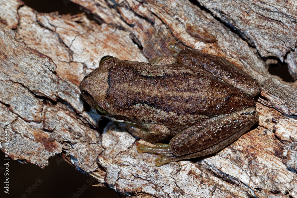 Wall mural Southern Brown Tree Frog - Litoria ewingi, whistling tree frog or Ewing's tree frog, species of tree frog native to Australia