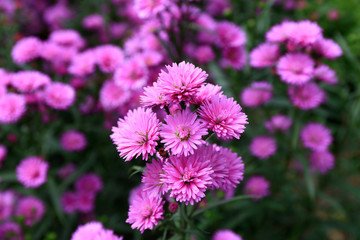 Obraz premium Aster amellus blossoming 