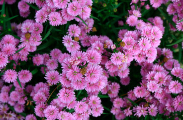 Aster amellus blossoming 