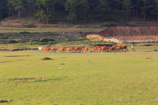 Cows grazing on a green summer field at sunny day