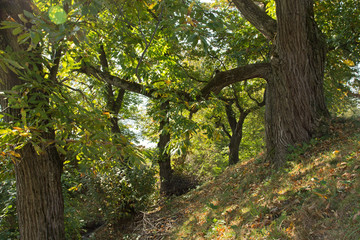 Herbst in einem Hain alter Edelkastanien im Eisacktal in Südtirol