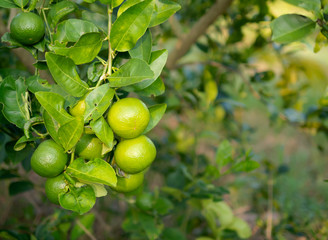 green lime on trunk and blurred background