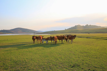 Obraz premium Cows grazing on a green summer field at sunny day