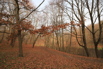 Beautiful autumn landscape, natural color.