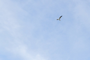 Bird Seagull flying in the sky in cloudy weather