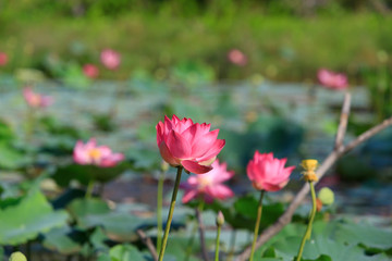 Lotus flower and Lotus flower plants
