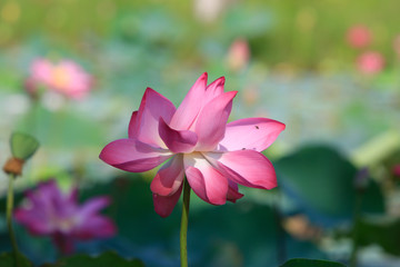 Obraz premium Lotus flower and Lotus flower plants