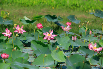 Fototapeta premium Lotus flower and Lotus flower plants