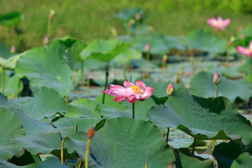 Lotus flower and Lotus flower plants