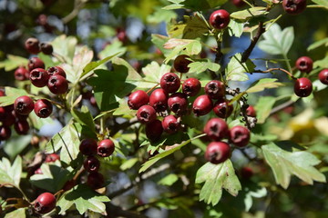Hawthorn (Crataegus monogyna) - early automn in Poland