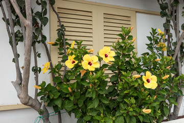 Yellow hibiscus flower in blossom on green bush in the garden
