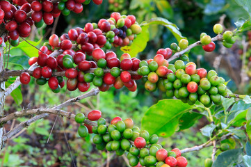 Coffee tree on cofffe tree in cafe plantation