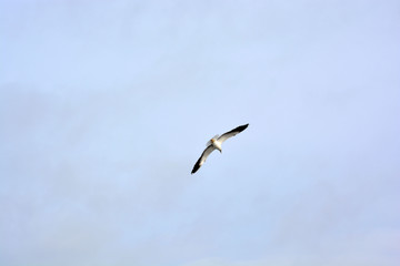 seagull