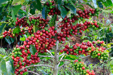 Obraz premium Coffee tree on cofffe tree in cafe plantation