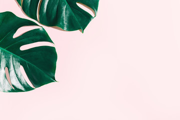 Monstera green leaves on pink