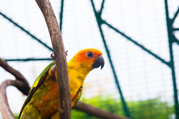 Parrot on a branch